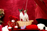 Toy Fox Terriers Felicity Trammell Sat