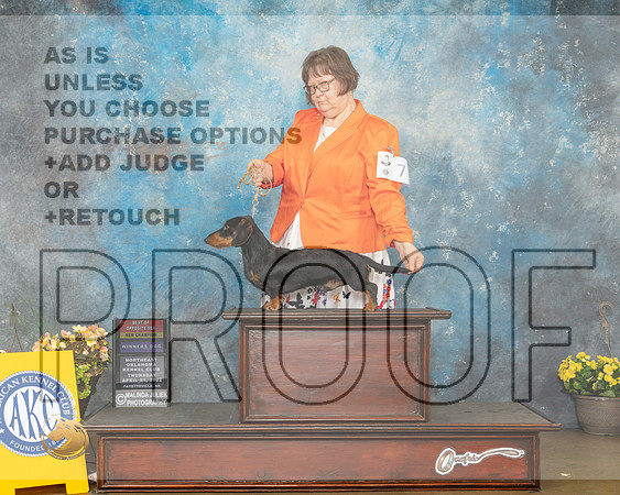Dachshund Wirehaired #7 Thur BOSWD Judge Eugene Blake-MMJ_8606-NWARK2022-HR3