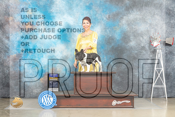 French Bulldog #15 Sat BOB Judge Sharron Derrick_MJ_4326_Amarillo_2022_HR3