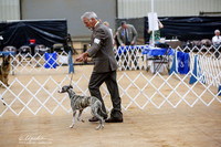 Whippet Sat Ring