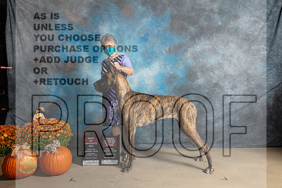 Great Dane #12 ROSOHBOB Judge Del Richard_MJ_5692_Belton_2022_HR3