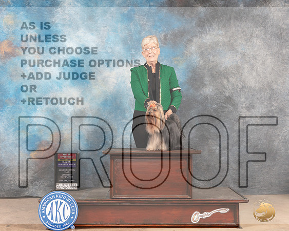 Yorkshire Terrier #18 Sat BOSWDM Judge Peggy McIlwaine-MMJ_4124-Abilene2022-HR3
