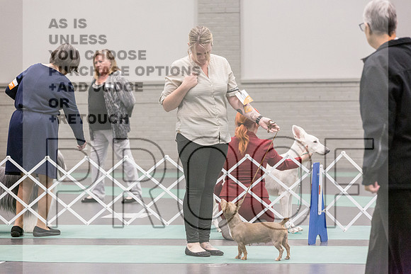 Terrier Group Rings Fri Ring 1_JJL_6802_UKCLNGVIEWOCT2024_2024_HR3