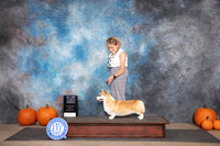Rembroke Welsh Corgi #32 Sun WBBOW M NCH Judge Ray Filburn