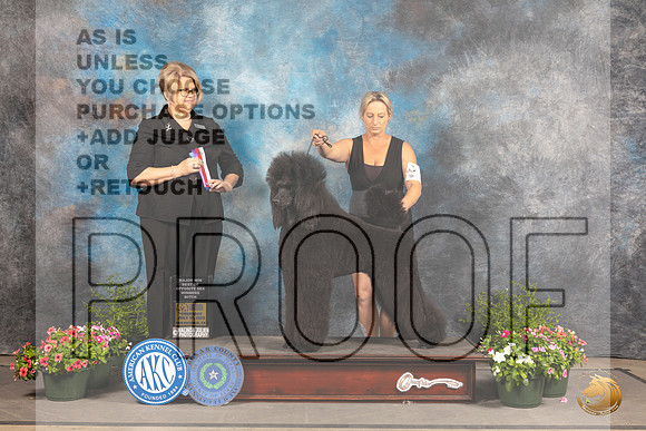 Poodle Std #14 Sun WB Judge Cindy Lane_MJ_1179_SA_2022_HR3