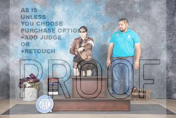 French Bulldog #10 Sun WBBOSMNCh Judge Donelle Richards__JP_7650_Belton_2024_HR3