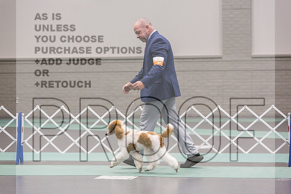 Poodle Std MC Ring Sat_JJL_8702_UKCLNGVIEWOCT2024_2024_HR3