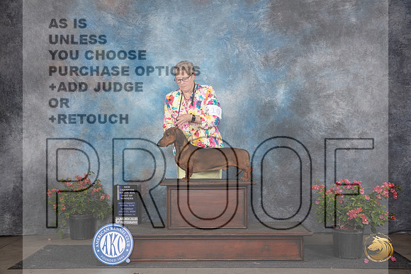 Dachshund Smooth #11 Sat WDBOWMCH Judge Christie Martinez __JP_5134_San Antonio_2024_HR3