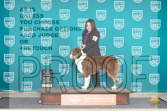 Australian Shepherd #156 BFCH Judge Nancy Eilks__JP_6277_BatesvilleMS_2024_HR3