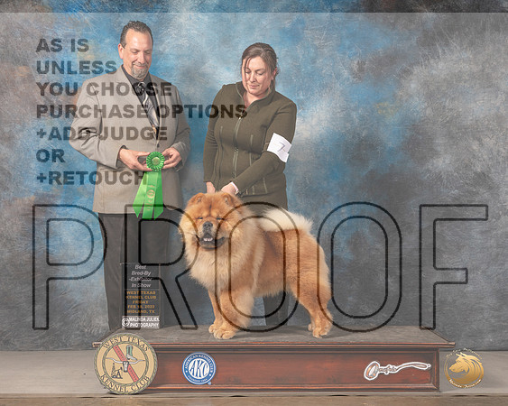 Chow Chow #7 Fri BBEBIS Judge Robert ChaffinMMJ_3794_Mdlnd2022_HR3