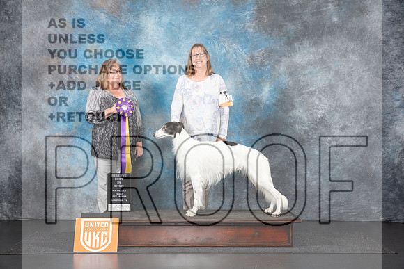 Silken Windhound #158 Fri RBIS Judge Tracey Kallas__JP_1123_UKCLNGVIEWOCT2024_2024_HR3