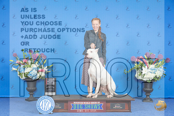 Dogo Argentino #7 THUR WD BOS Judge Nancy Liebes__JP_8493_Houston_2024_HR3