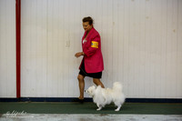 American Eskimo Sat S1 Ring