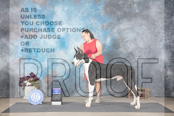 Great Dane #15 WDBOW Judge Eric Liebes__JP_7629_Belton_2024_HR3