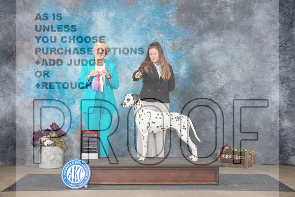Dalmation #6 Sat BOSWBNCh Judge Sulie Greendale-Paveza-_JP_7771e_Belton2024-HR3