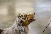 Best in Show Sat S2
