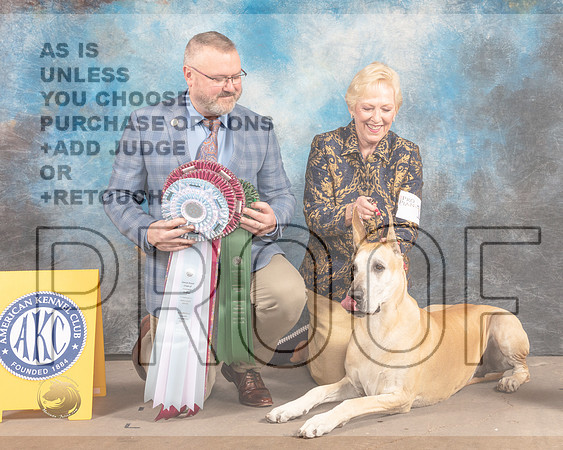 Great Dane #10 Fri BVBOHSB Judge Jason Hoke-MMJ_6968-FW2022-HR3