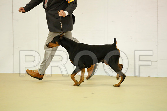 dobe-7227