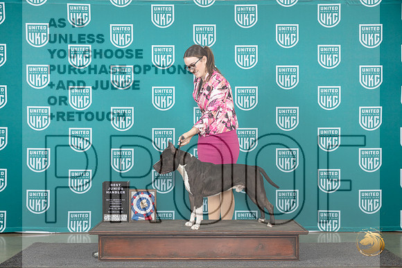 American Pit Bull Terrier #103 Wed BJ Judge Cindy Sanders__JP_0271_Premier_2024_HR3