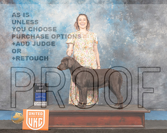 Labrador Retriever #156 Sun BOB Judge Pam Moore_MMJ_6686_Addison2022_HR3