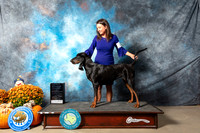 Black and Tan Coonhound #6 Sat OHG1 Judge Shelley Hennessey