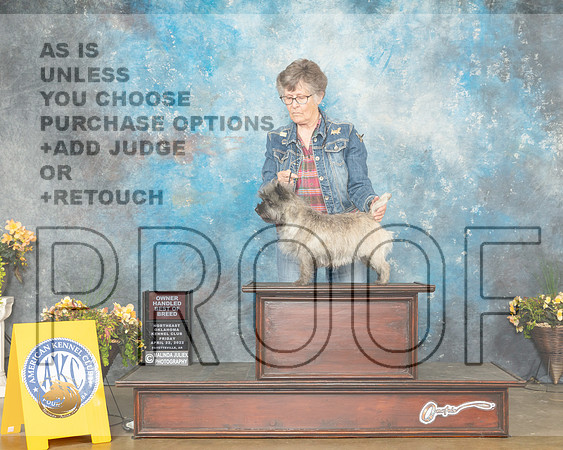 Cairn Terrier #10 Fri OHG2 Judge Cathy Daugherty-MMJ_0390-NWARK2022-HR3