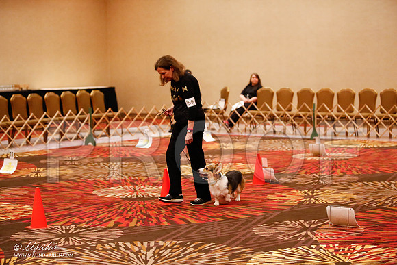 _JJ_7666-HstnCorgiFeb2015-HR3
