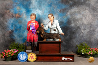 Dachshund Wirehaired #9 Sat BOW Judge Anne Bolus