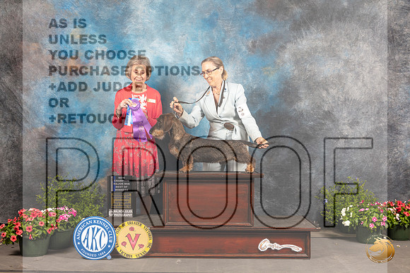 Dachshund Wirehaired #9 Sat BOW Judge Anne Bolus_MJ_0300_SA_2022_HR3