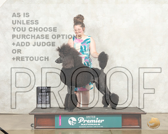 Poodle Std #1312 Fri BOB Judge Pam Perdue__MJ_9110_Premier_2022_HR3