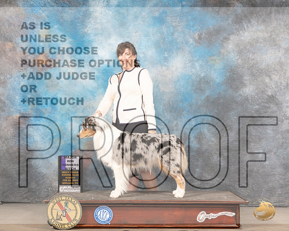 Australian Shepherd #46 Sun WB Judge Linda ClarkMMJ_5662_Mdlnd2022_HR3