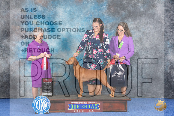 Vizsla #14 Wed BOS Judge Ida Kavafian__JP_7463_Houston_2024_HR3