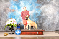 Bullmastiff #10 Sun BOW Judge Ken Murray
