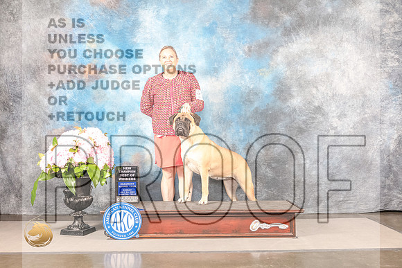 Bullmastiff #10 Sun BOW Judge Ken MurrayBullmastiff #10 Sun BOW Judge Ken Murray_MJ_7860_Houston_2022_HR3_Houston_2022_HR3