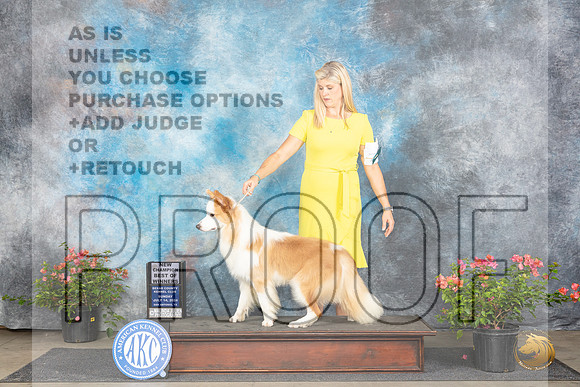 Border Collie #7 Sat BOWCH Judge Polly Smith__JP_6075_San Antonio_2024_HR3