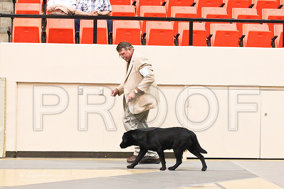 Retrievers(lab)-4375LR