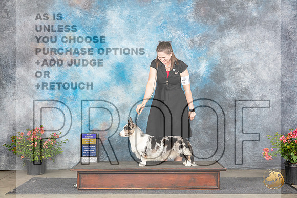 Cardigan Welsh Corgi #12 Sat BOBBGCH Judge Polly (Mrs Robert) D Smith__JP_4724_San Antonio_2024_HR3