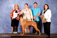 Rhodesian Ridgeback #88 BOS OL