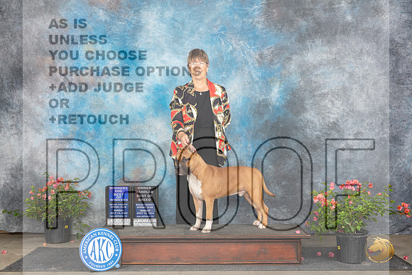 American Staffordshire Terrier #7 Sun WDOWOHBOB Judge Elizabeth ‘Beth’ Sweigart__JP_6284_San Antonio_2024_HR3