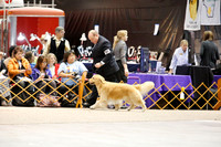 Best of Breed Group D Sat Ring WF GRCA Oct 2013