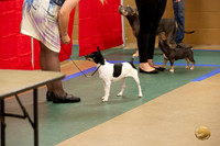 Rat Terrier #? Ringside Sat