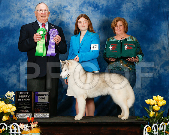 _ST_4191-2-AddisonHuskyMar2015-HR3