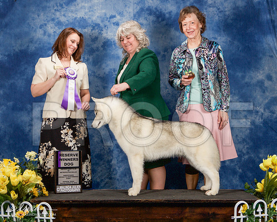 _ST_4144-AddisonHuskyMar2015-HR3
