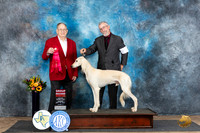 Saluki #21 Sun G2 Judge Dr Don Gill