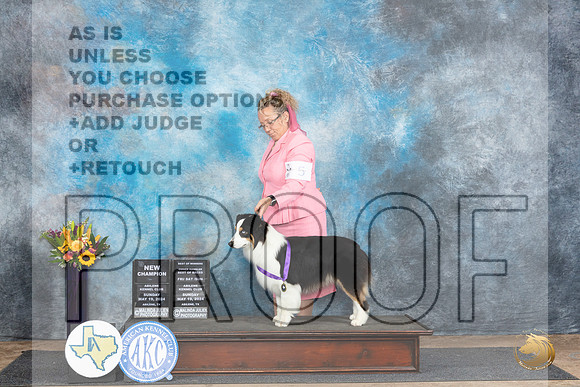 Miniature American Shepherd #5 see card__JP_0043_Abilene_2024_HR3