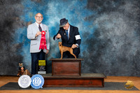 Miniature Pinscher #6 Sat G3 Judge Tim Robbins