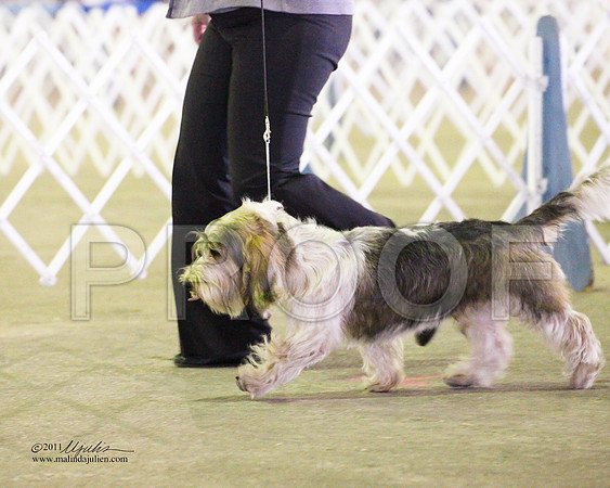 PBGV-4345