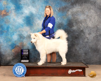Samoyed #10 Sat WB Judge Thomason Stanfield Jr