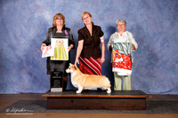 Corgi Pembroke Welsh #44 Best in Sweeps