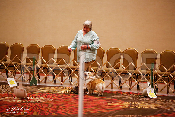 _JJ_7219-HstnCorgiFeb2015-HR3